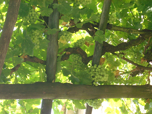 Close_up_of_grapes