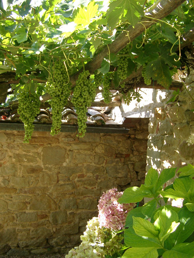 Grapes_in_front_of_our_house